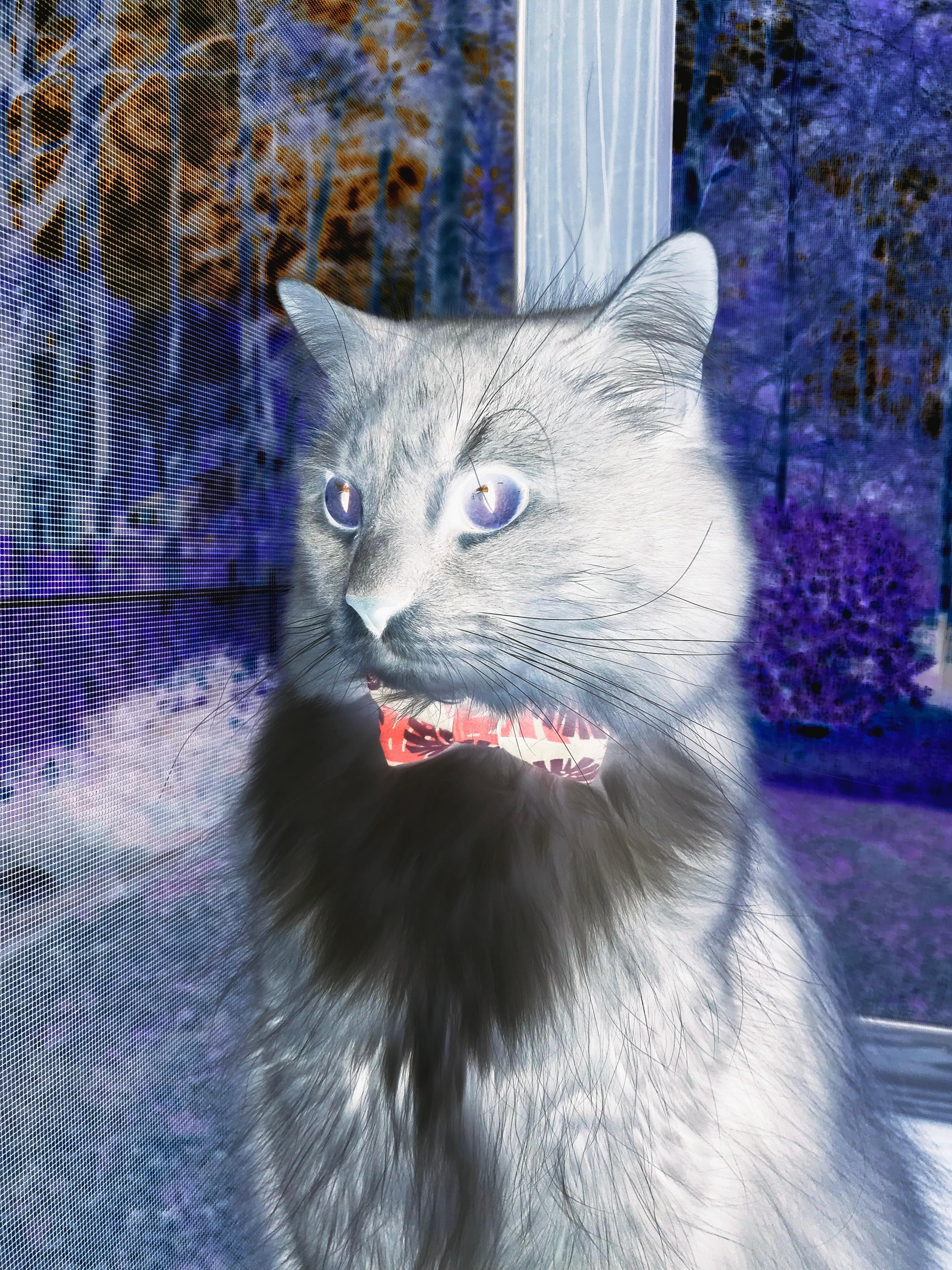 德甲：拜仁在主场4-1大胜霍芬海姆，积分优势逐渐扩大，拜仁对霍芬海