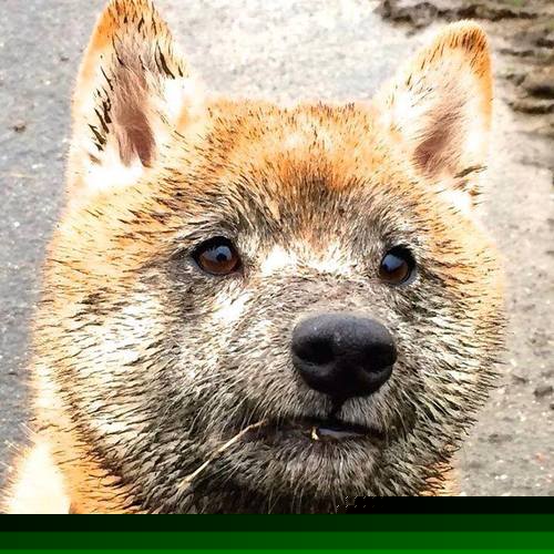 九游中心官网-“荒野之战：沙丘与泥泞中的血战”，荒野之战电影