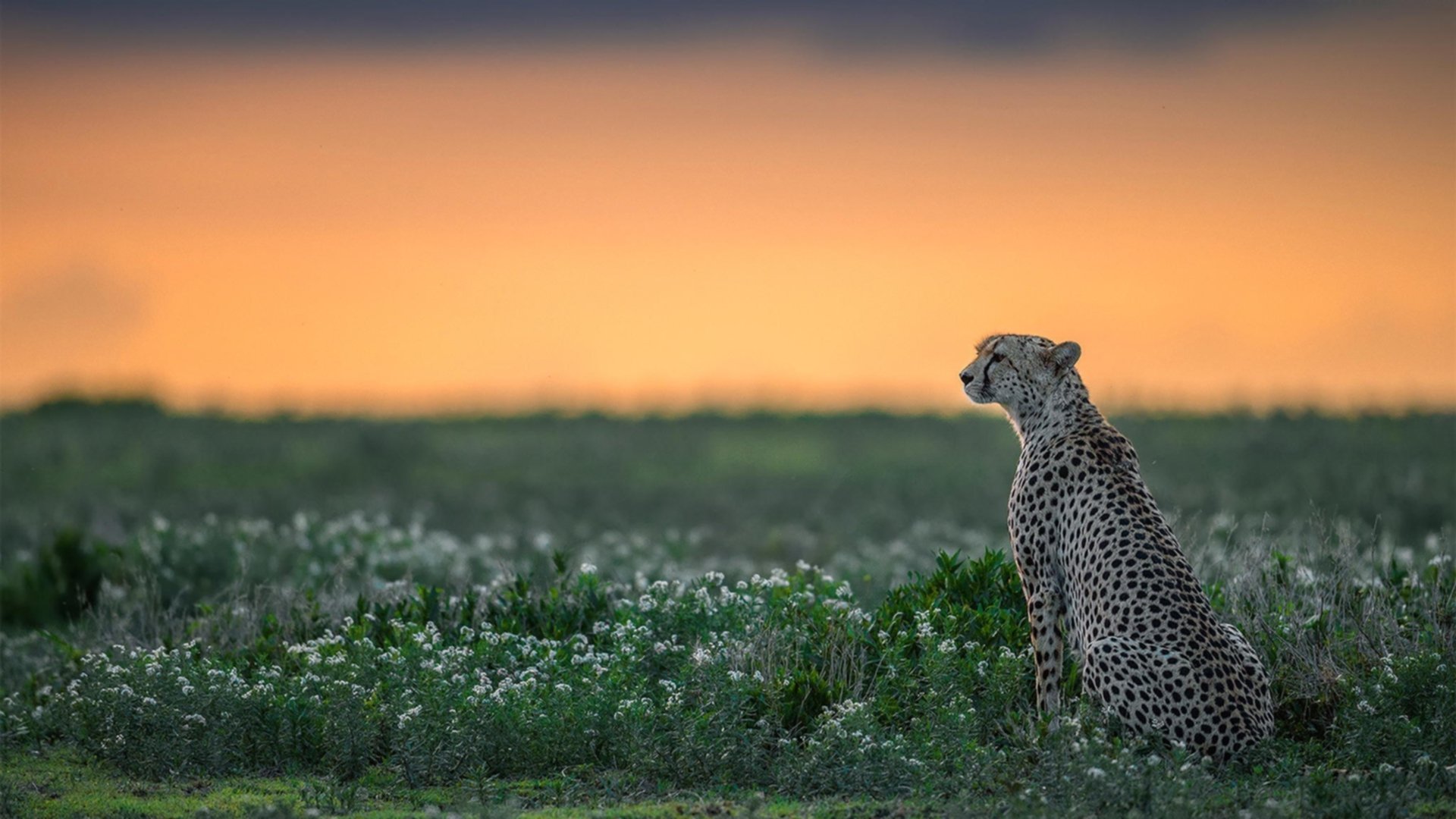 九游登录入口-传奇教练的秘密：他们的战术体系如何助力球队夺冠？，传奇主教练